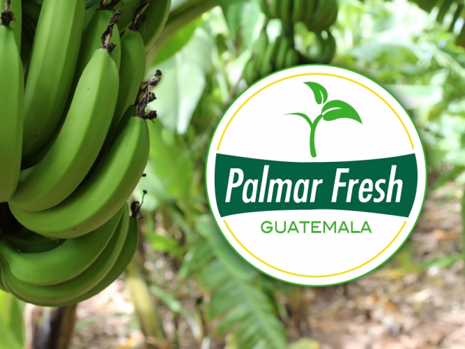 palmar-fres-proyectos-portada