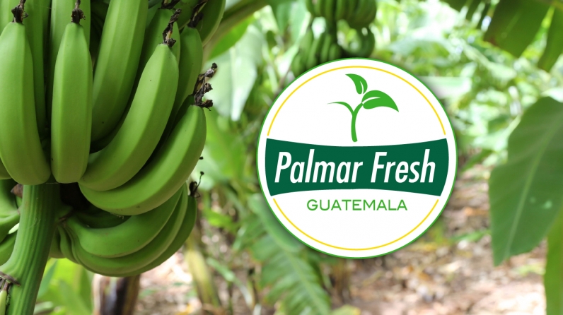 palmar-fres-proyectos-portada