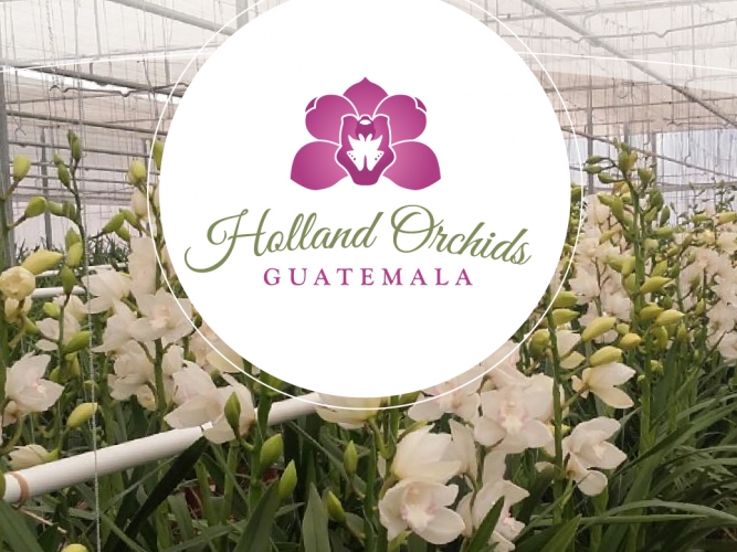 holland-orchids-proyectos-portada