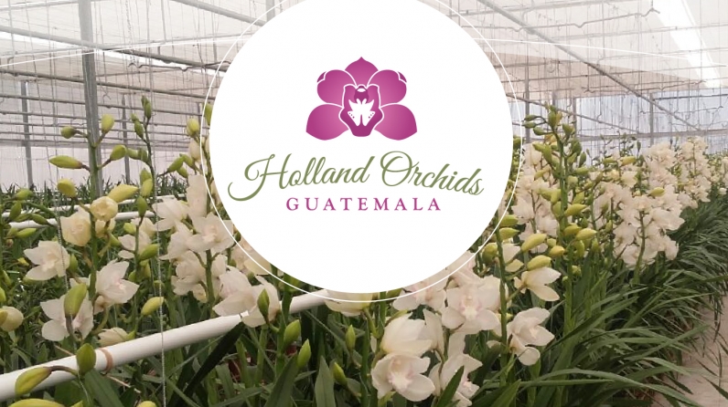 holland-orchids-proyectos-portada